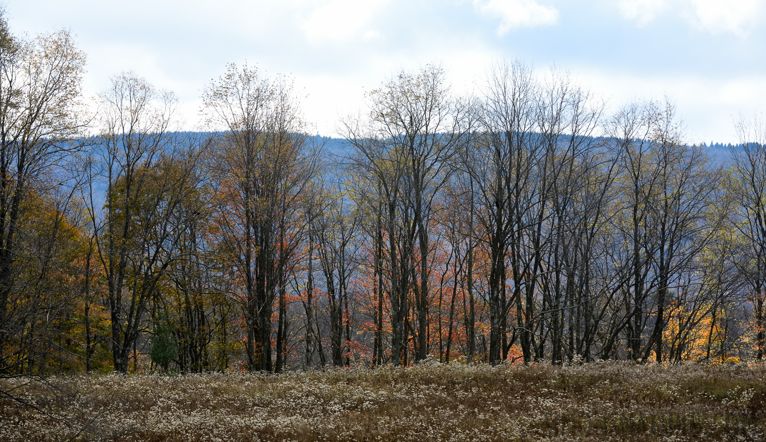 West Virginia [200 mm, 1/1250 Sek. bei f / 10, ISO 1600]